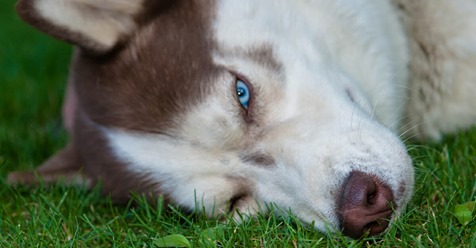 Herzberg: Tierquäler vergiften 6 Huskys – 1 Hund stirbt in Tierklinik, Polizei bittet um Vorsicht in Umgebung