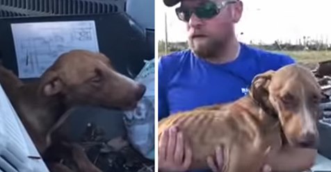 Bahamas: Etwa einen Monat nach Hurrikan „Dorian“ wird ein Hund in Trümmern gefunden – abgemagert aber lebendig