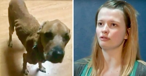 Misshandelter Hund entflieht grausamen Besitzer und geht zu der einzigen Frau, die ihn je gut behandelt hat
