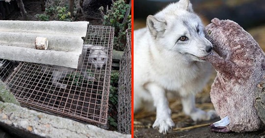 15 gerettete Tiere während und nach der Gefangenschaft