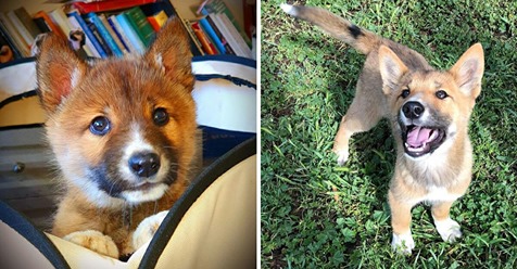 Streunender „Welpe“ entpuppt sich als seltener und fast ausgestorbener Dingo