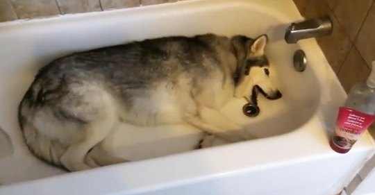 Husky hat einen süßen Wutanfall, als seine Mutter ihn nicht baden will