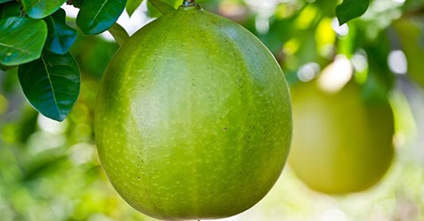 Pomelo – Gesunder Exot unter den Zitrusfrüchten