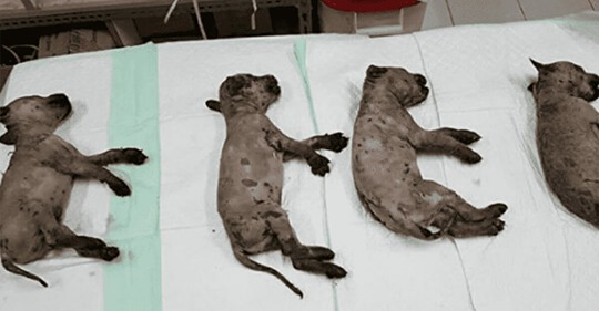 Fünf Welpen getötet – Mann kippt Flüssigreiniger über Baby-Hunde