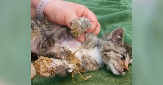 Armes 8 Wochen altes Kätzchen, dessen Kopf und Pfoten mit gehärtetem Schaumstoff bedeckt waren, in Müll gefunden
