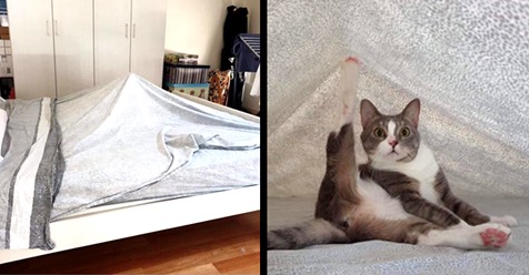 16 Bilder, die das Leben mit Katzen illustrieren