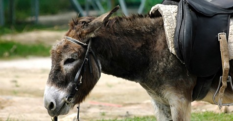 Andalusien: Zu schwere Touristen dürfen nicht mehr auf Eseln reiten – Tiere mussten zu sehr leiden