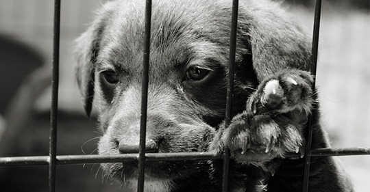 Mannheim: Mann hält 22 Hunde unter unwürdigen Bedingungen, Polizei greift ein – eine Hündin wird wohl sterben