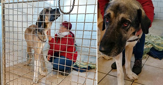 Tierquäler brechen in Tierheim ein & lassen abgemagerten Hund zurück