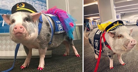 Mini-Schweine helfen Passagieren mit Flugangst – Therapietiere sollen Stress am Flughafen lösen