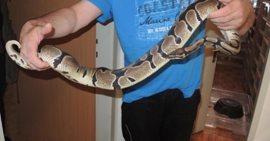 „Schlangengrube“: 110 Pythons in Wohnung gehalten
