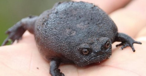 15 Bilder vom schlechtgelauntesten Frosch der Welt