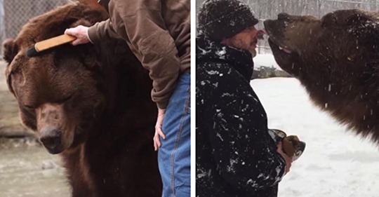 Jimbo der Kodiakbär stirbt, nachdem er 20 Jahre bei Familie Kowalczik gelebt hat