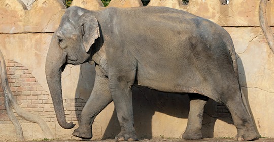 Leipzig: Zoo trauert um Elefantendame „Thura“ – Starb mit totem Baby im Bauch