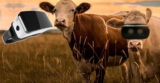 Virtuelle Realität soll Kühe zu mehr Milch anregen