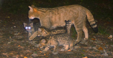 BESONDERER SCHNAPPSCHUSS Drei Wildkatzenbabys tappen in Foto Falle