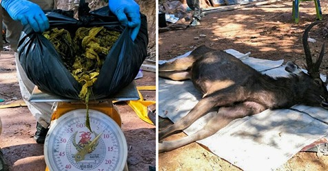 Toter Hirsch mit sieben Kilo Plastikmüll im Magen gefunden