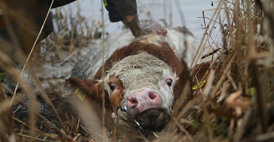 Kuh „Hanna“ rettet sich vor dem Schlachter in die Müritz – Schwimmt kilometerweit, bis sie gerettet wird