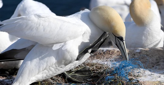 Plastik im Meer wird für Vögel auf Helgoland zur Todes-Falle!