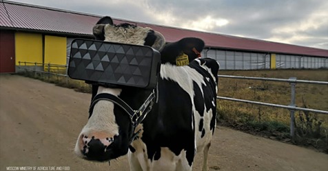 Milchkuh mit VR-Brille: Virtuelle Realität soll Milchproduktion von Kühen anregen