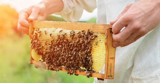 Ludwigshafen: Unbekannte brechen in Kleingartenanlage ein – stehlen Honig und töten Bienen mit Bauschaum