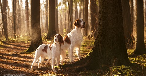 Jäger erschießt zwei Hunde – Abschuss für Behörde in Ordnung