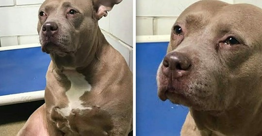 Traurige Hündin wird „weinend“ im Tierheim gefilmt – Sie war ein Zuchthund und wurde dann ausgesetzt