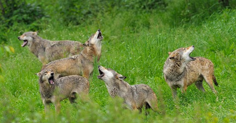 Zahl der Wolfsrudel in Deutschland auf 105 angestiegen – Jagdverband will sie ins Jagdrecht aufnehmen