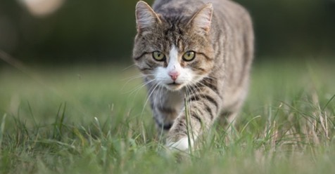 Umwelt Juristen wollen Katzen Freigang verbieten