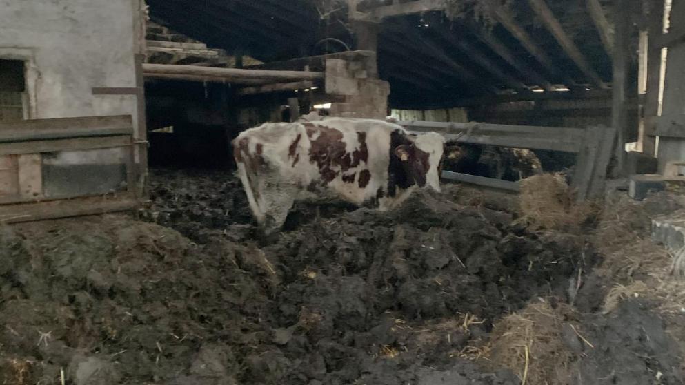 SIE STANDEN IN IHREN EIGENEN FÄKALIEN Gerettete Kühe kommen auf einen Gnadenhof Verein hofft nun auf Spender
