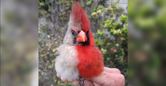 Tierschützer beobachten Kardinal mit zwei unterschiedlichen Federfarben