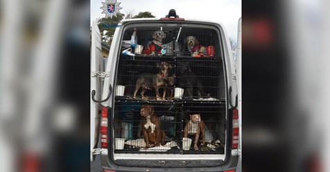 ILLEGAL AUS OSTEUROPA IMPORTIERT Transporter mit kranken Hunden und Katzen gestoppt