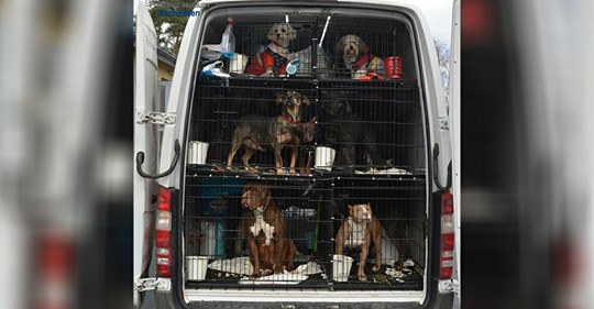 Polizei stoppt Transporter mit kranken Hunden und Katzen – illegal aus Osteuropa importiert