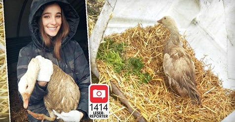 TIERISCH GLÜCKLICH Model Teresa rettet Gänse vor dem Weihnachtsfest