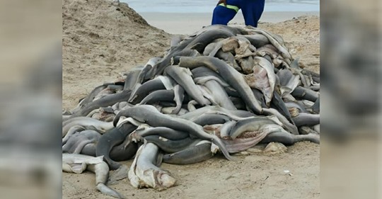 Unzählige Babyhaie ohne Kopf, Flossen und Schwanz am Strand vor Kapstadt gefunden