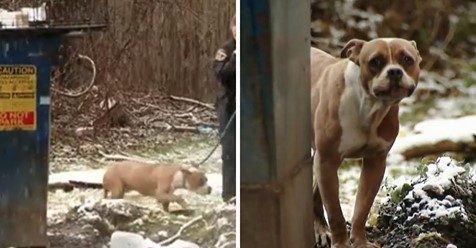 Besitzer lassen Hündin bei Müllcontainer zurück, während es anfängt eisig zu schneien