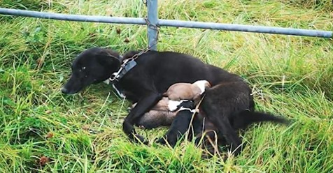 Eine stillende Hundemutter mit sechs neugeborenen Welpen wird an ein Tor gekettet aufgefunden