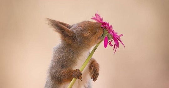 18 unvergessliche Fotos von Eichhörnchen