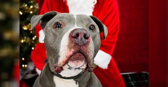 Krebskranker Hund schreibt seinen wohl letzten Brief an den Weihnachtsmann: „Ich wünsche mir nur eins…“