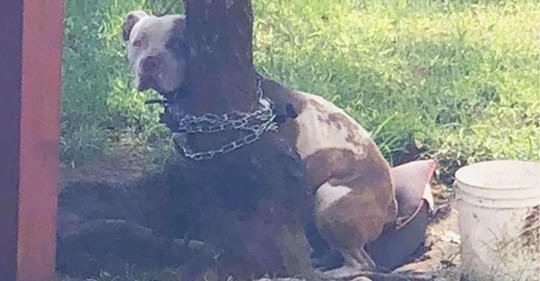 Pitbull wurde so eng an einen Baum gebunden, dass er seinen Kopf nicht drehen konnte