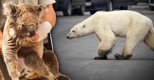 Eisbären und Koalas erging es besonders schlecht