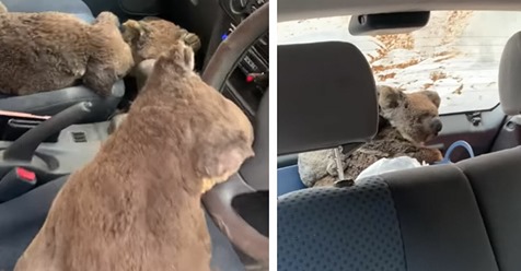 Buschfeuer in Australien: Jugendliche retten Koalas auf Kangaroo Island in ihrem Auto vor dem Feuer