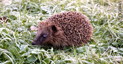 POLIZEI SUCHT NACH GEMEINEN TIERQUÄLERN Unbekannte sprengen Igel mit Böllern in die Luft