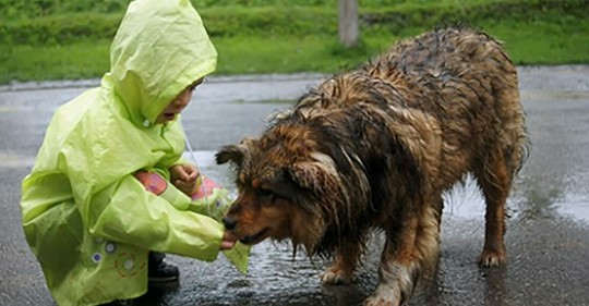9 jähriger Junge gibt sein Taschengeld aus, um streunende Hunde zu füttern und eröffnet eigenes Tierheim