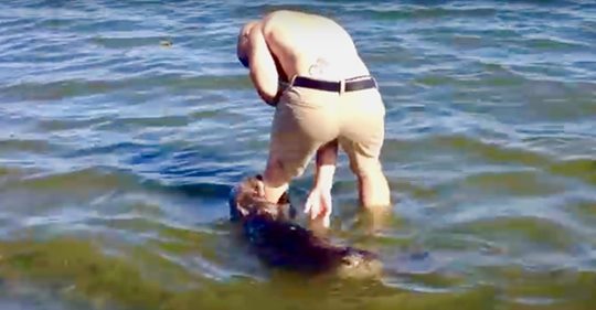 Mann an kanadischem Strand spielt mit freundlichem Seeotter, der sich an sein Bein klammert