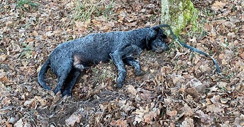 WURDE ER MIT DER LEINE ERWÜRGT? Spaziergänger finden toten Hund in Wald