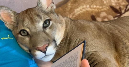 Schlafmaske und Wellness: Geretteter Puma lebt bestes Leben als Hauskatze