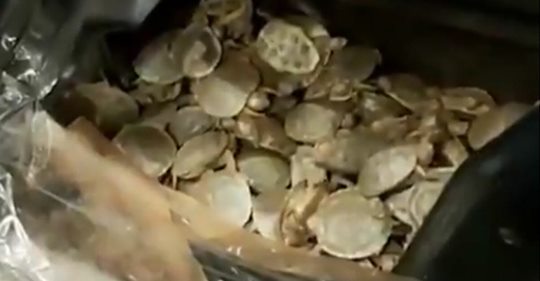 Schmuggel von Baby Schildkröten: Polizei entdeckt 5.000 Schildkröten, die in Autotür versteckt waren