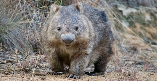 Tierische Hilfe: Wombats bieten anderen Tieren bei australischen Buschbränden in ihren Höhlen Unterschlupf