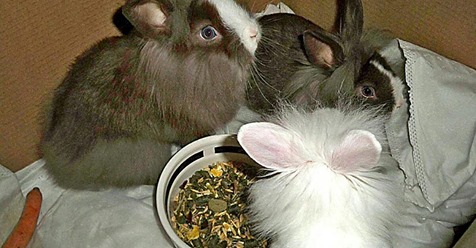 Kleine Kaninchen in NRW bei Minusgraden auf Sperrmüll geworfen